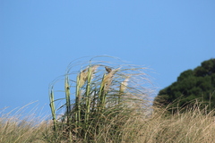 Embernagra platensis