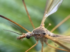 Tipula paludosa