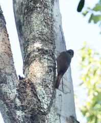 Xiphorhynchus flavigaster