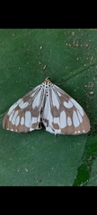 Nyctemera adversata