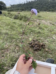 Ageratum corymbosum