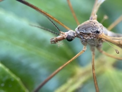 Tipula paludosa