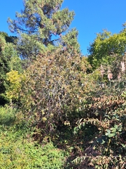 Ficus carica
