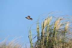 Embernagra platensis