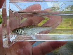 Luxilus chrysocephalus