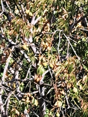 Ficus carica