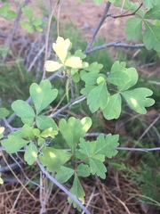 Rhus trilobata