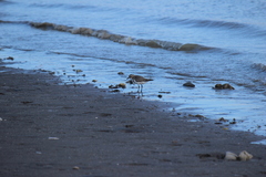 Charadrius falklandicus