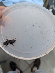 Scarites subterraneus