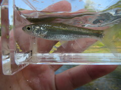 Luxilus chrysocephalus