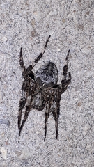 Araneus saevus