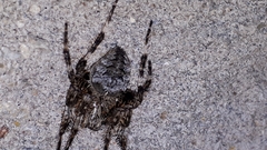 Araneus saevus
