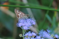 Amblyscirtes aesculapius