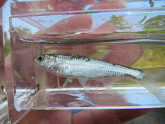 Luxilus chrysocephalus