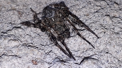 Araneus saevus
