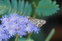 Amblyscirtes aesculapius