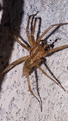 Tegenaria domestica
