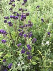 Phacelia brachyantha