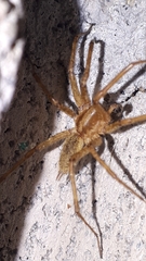 Tegenaria domestica