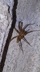 Tegenaria domestica
