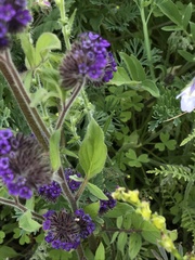 Phacelia brachyantha