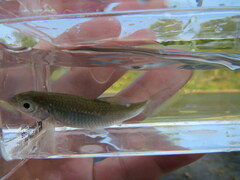 Luxilus chrysocephalus