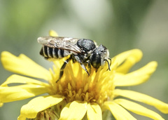 Megachile apicalis