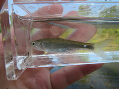 Luxilus chrysocephalus