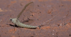 Callibaetis floridanus