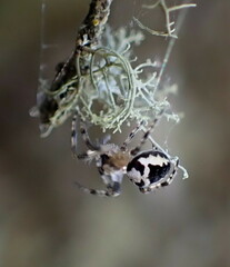 Araneus nordmanni