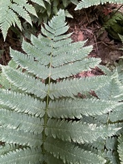Dryopteris goldieana
