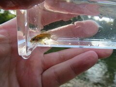 Etheostoma tippecanoe