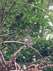 Sympetrum baccha matutinum