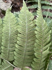 Dryopteris goldieana