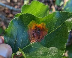 Gymnosporangium sabinae