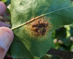 Gymnosporangium sabinae