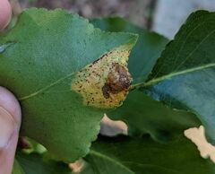 Gymnosporangium sabinae