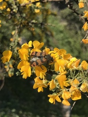 Astylus trifasciatus