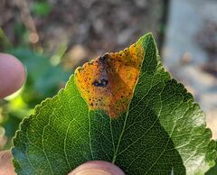 Gymnosporangium sabinae