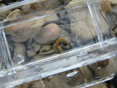 Etheostoma tippecanoe