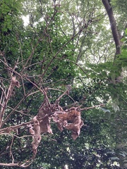 Sympetrum baccha matutinum