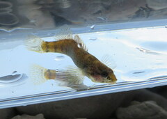 Etheostoma tippecanoe