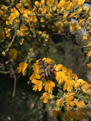 Astylus trifasciatus