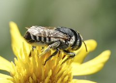 Megachile apicalis
