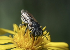 Megachile apicalis