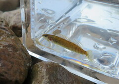 Etheostoma tippecanoe