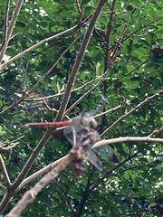 Sympetrum baccha matutinum