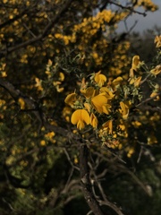 Adesmia confusa