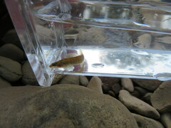Etheostoma tippecanoe