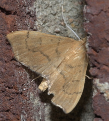 Sericoplaga externalis